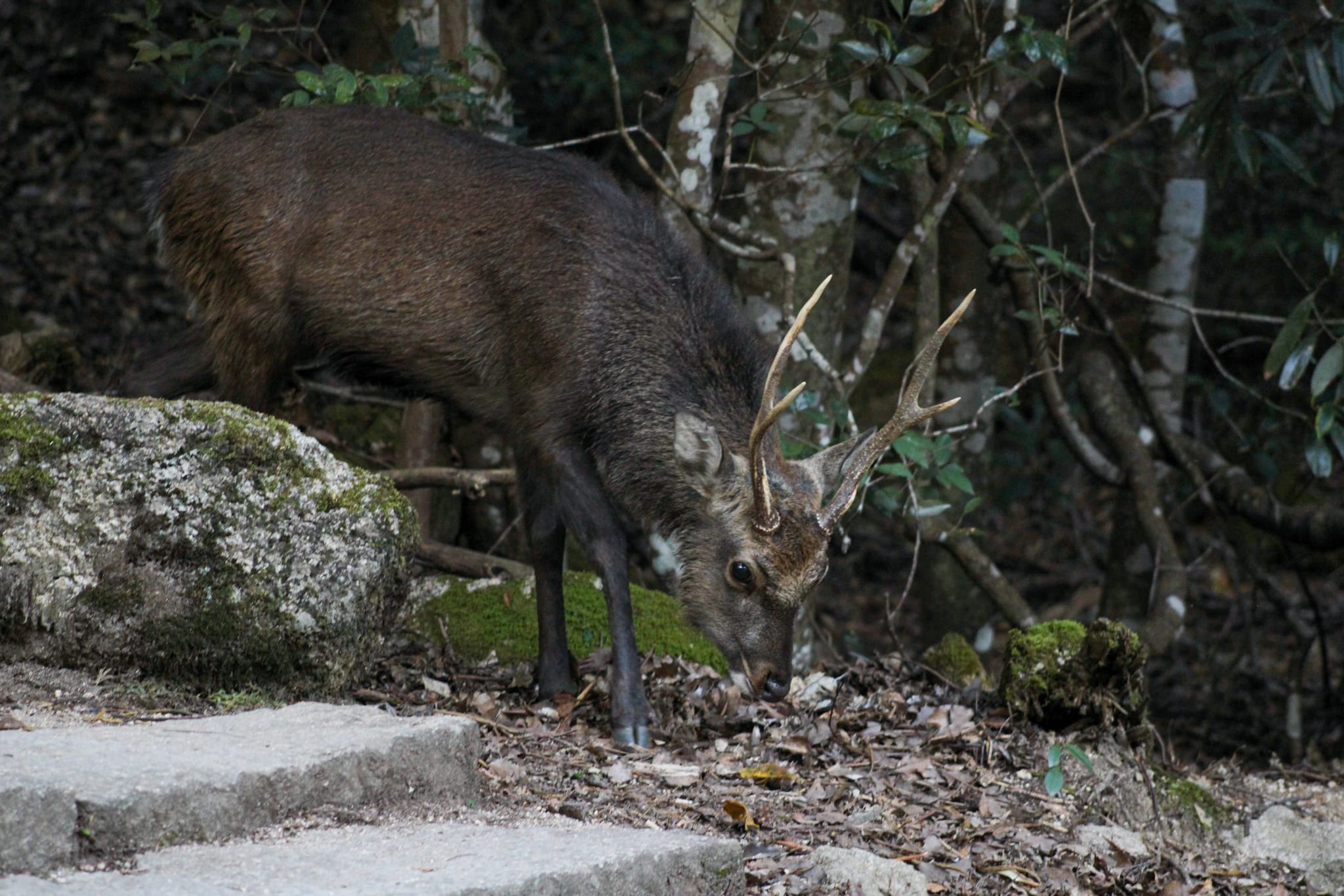 {"caption":[{"type":"text","text":{"content":"Ils sont mignons mais celui là a les bois assez pointus pour qu’on le laisse tranquille","link":null},"annotations":{"bold":false,"italic":false,"strikethrough":false,"underline":false,"code":false,"color":"default"},"plain_text":"Ils sont mignons mais celui là a les bois assez pointus pour qu’on le laisse tranquille","href":null}],"type":"external","external":{"url":"https://res.cloudinary.com/dttkrq9dl/image/upload/v1720344680/IMG_2627_o8snxj.jpg"}}
