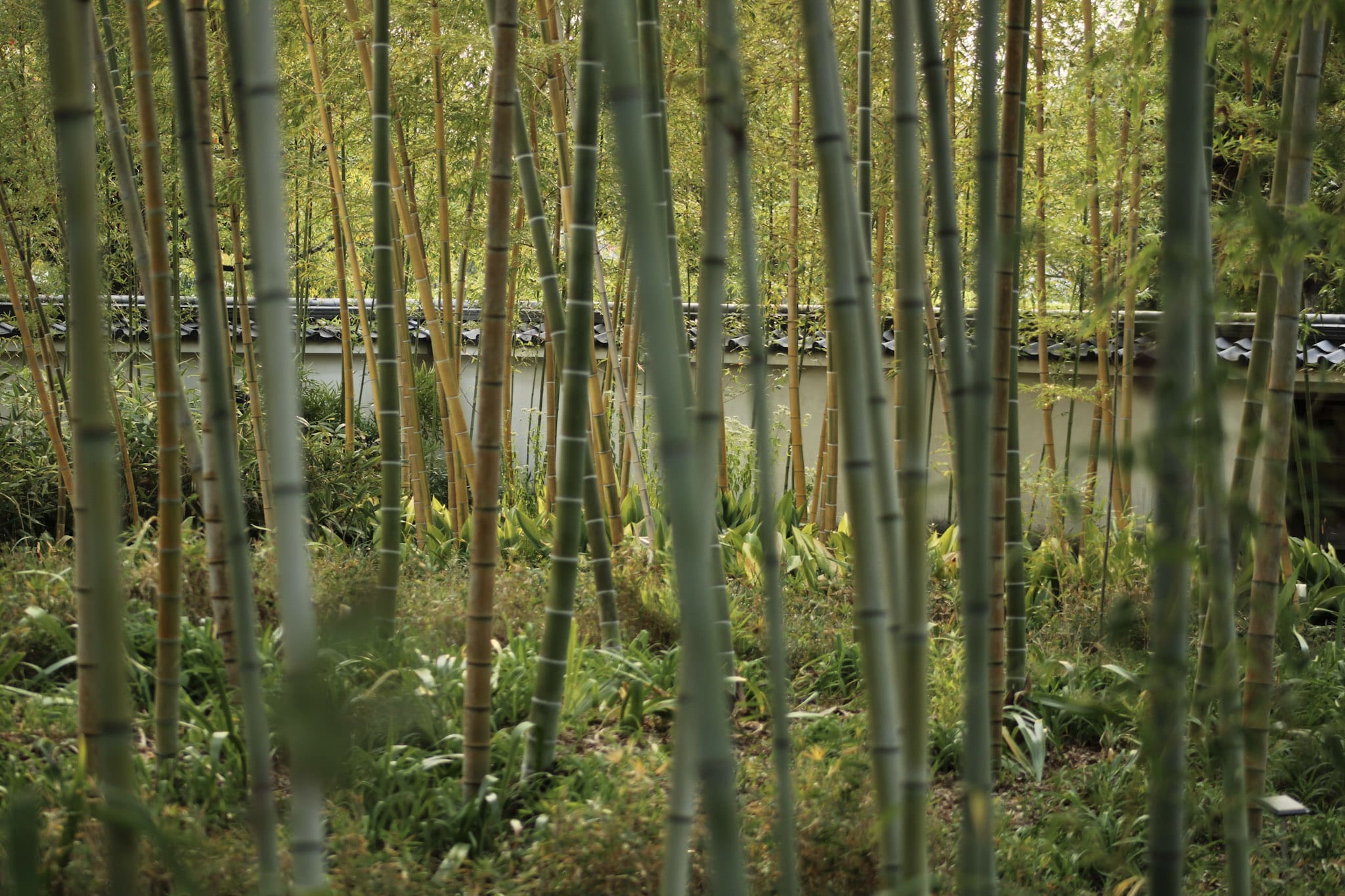 {"caption":[{"type":"text","text":{"content":"On commence à les connaître, les bambous sont toujours là","link":null},"annotations":{"bold":false,"italic":false,"strikethrough":false,"underline":false,"code":false,"color":"default"},"plain_text":"On commence à les connaître, les bambous sont toujours là","href":null}],"type":"external","external":{"url":"https://res.cloudinary.com/dttkrq9dl/image/upload/v1728071803/IMG_2912_c7sekp.jpg"}}