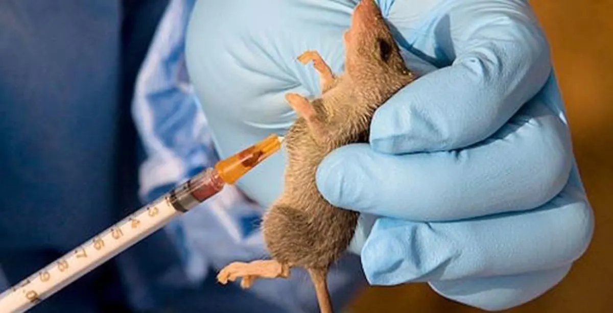 Lassa Fever Deaths Surge 45% as Nigeria Hits 214 Fatalities