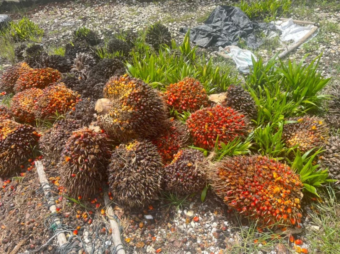 Polsek Mandiangin Ungkap Kasus Pencurian Buah Sawit, Satu Pelaku Diamankan