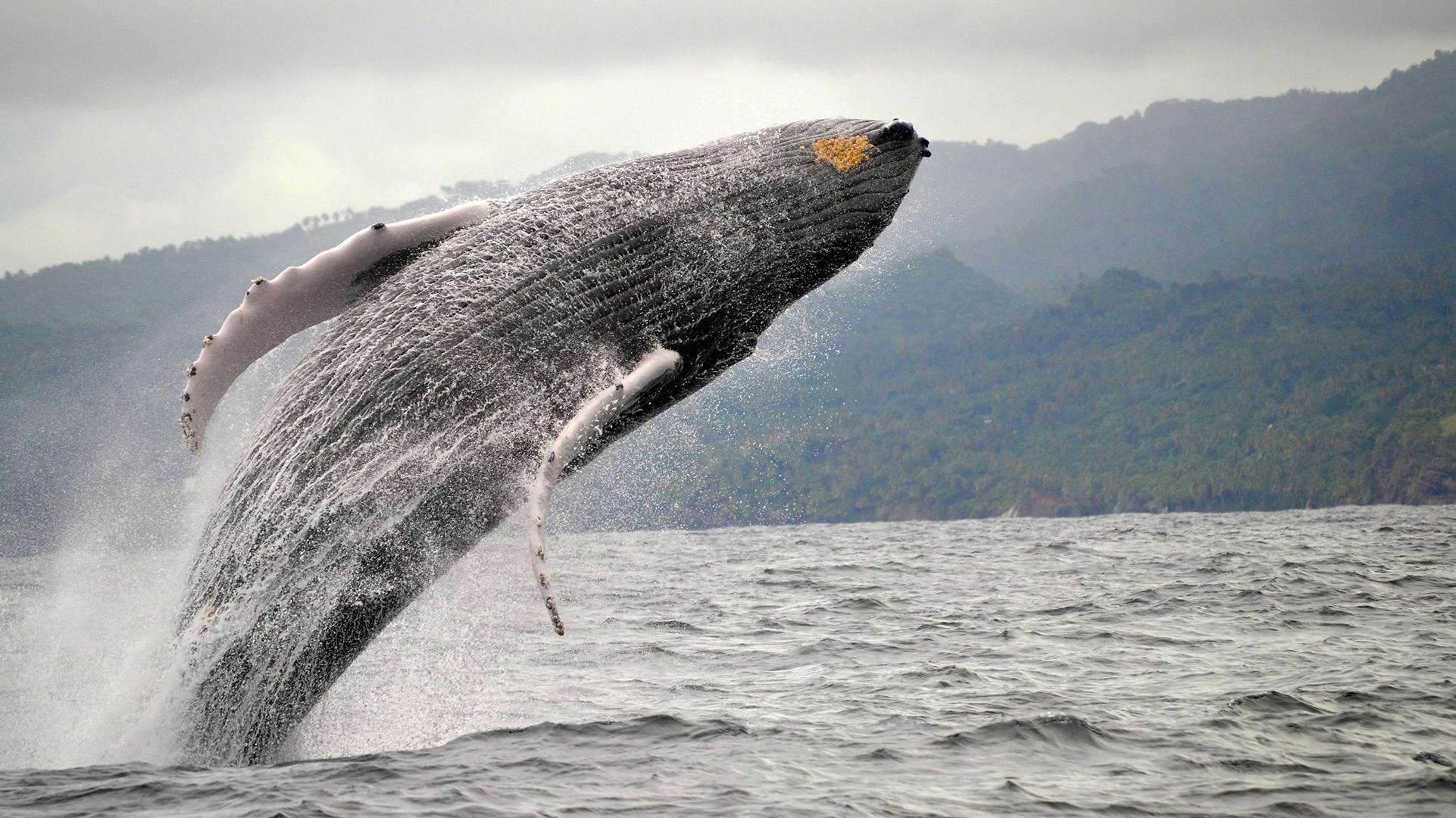 Humpback whales in Samaná Bay — Excursions in Dominican Republic