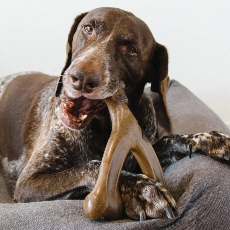 Durable Bone Dog Chew Toy - image 2