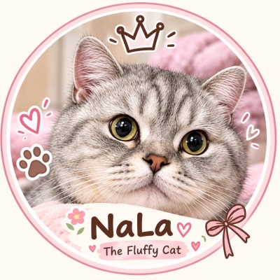 Cat accessories