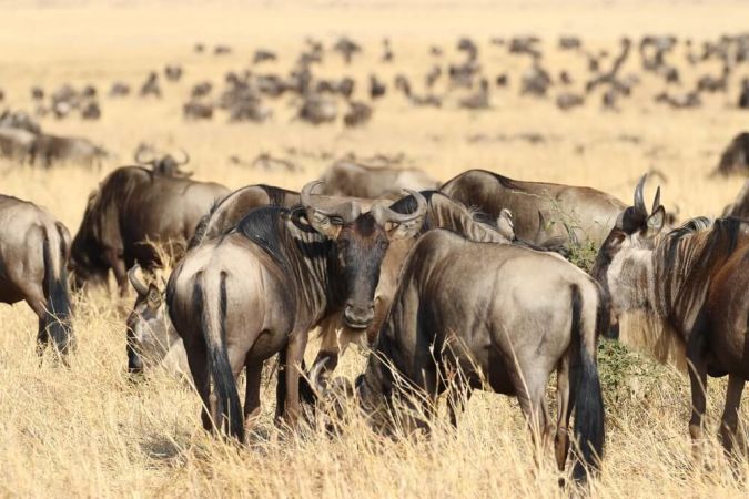 Picture shows the vast herds of Wildebeest which cross Kenya in August.