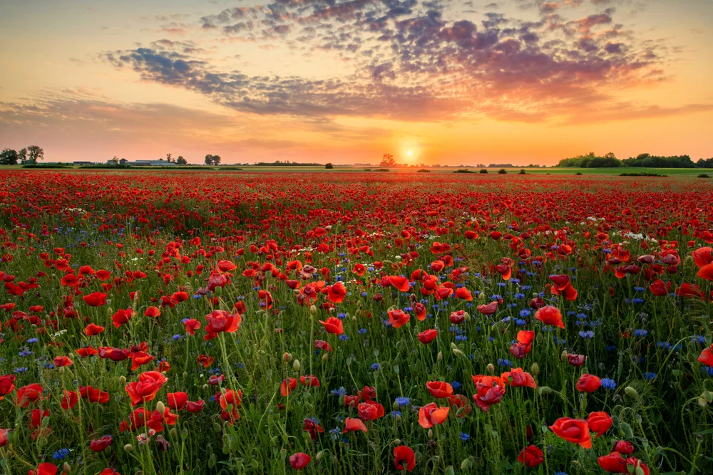 Does Travel Insurance provide cover for war or civil unrest?