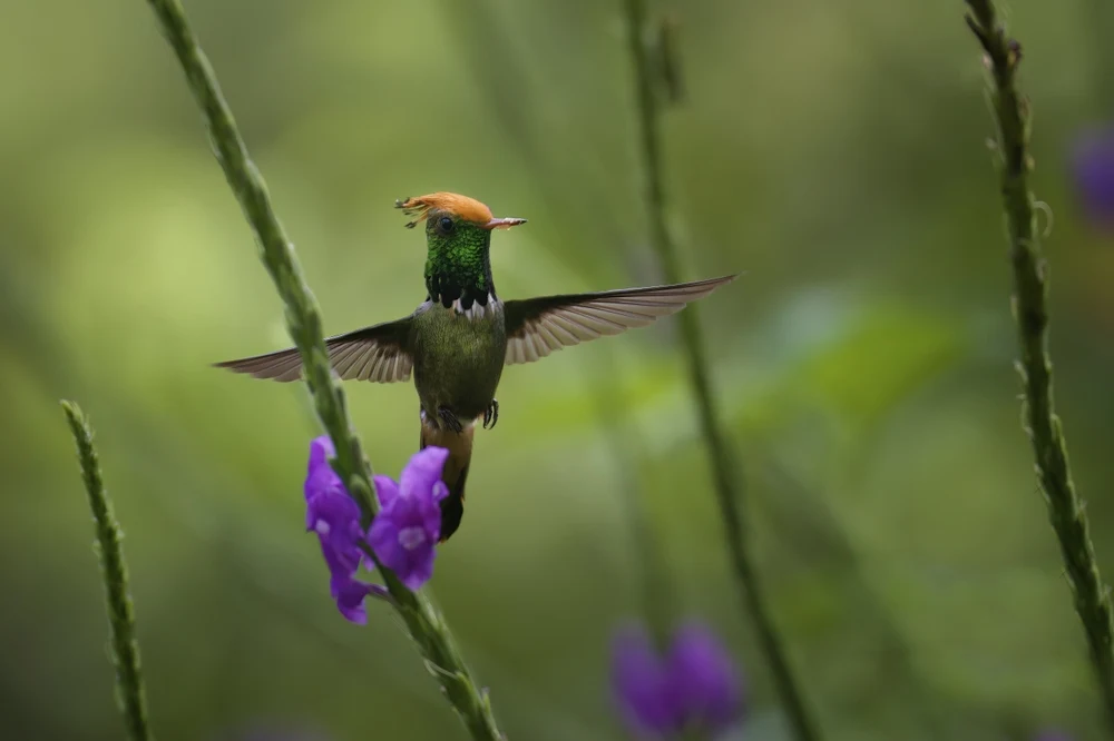 Chestnut-capped hummingbird hovering beside vibrant purple flowers in a lush green tropical garden.