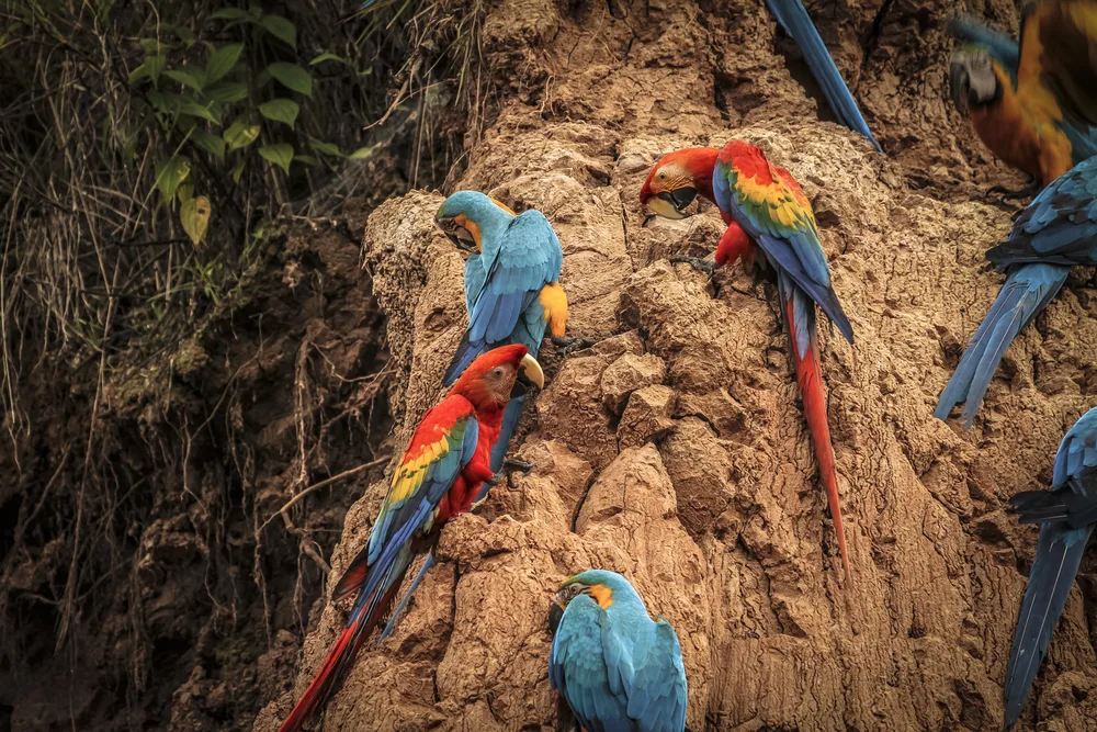 Scarlet and blue-and-yellow macaws perched on a clay riverbank in the Amazon rainforest, feeding at a natural clay lick. 