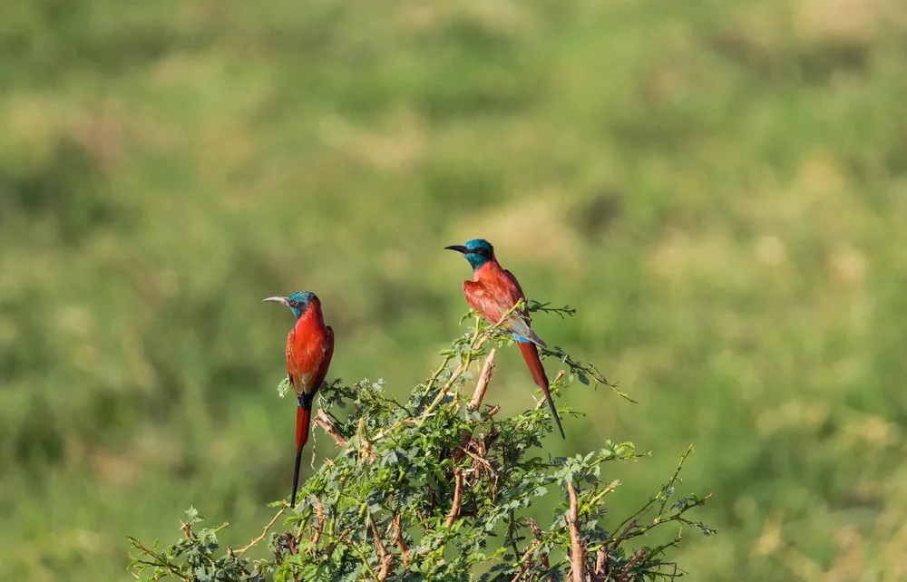 Two carmine bee-eaters perched on a leafy branch in the African savannah, displaying their vivid red plumage and turquoise-blue heads.