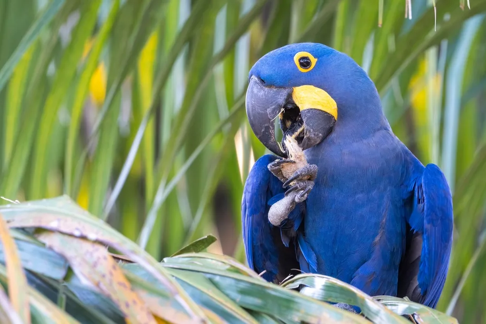 Hyacinth macaw holding food in its claw while feeding among lush tropical palm leaves in the Brazilian Pantanal.