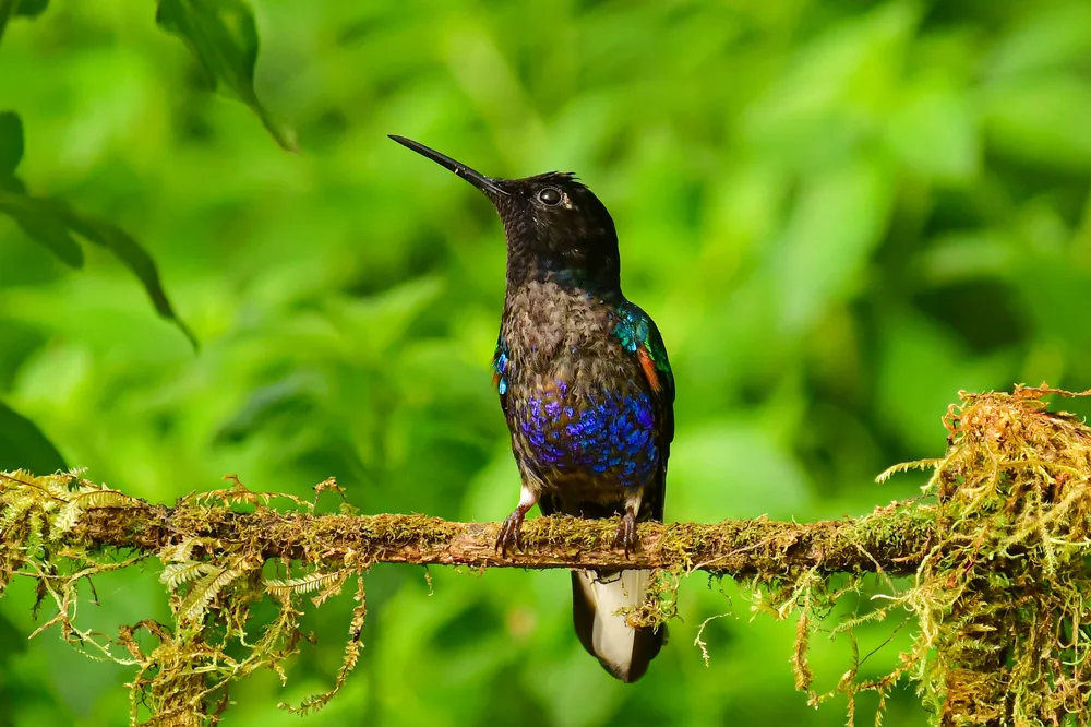 Colourful hummingbird perched on a moss-covered branch in a lush tropical rainforest, displaying iridescent blue and green plumage. 