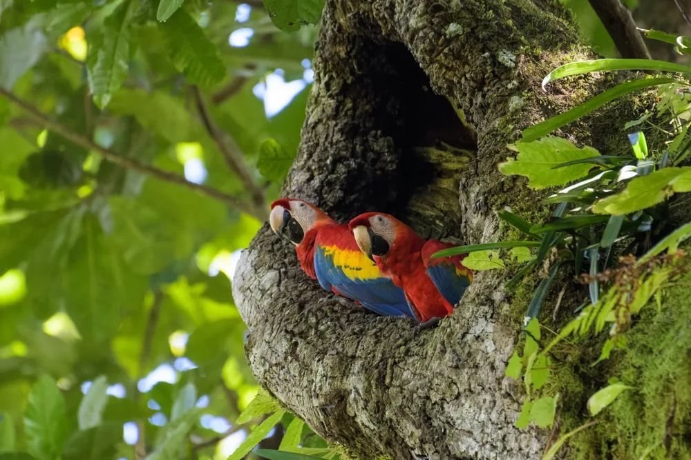 Pair of scarlet macaws peering from a tree hollow in a lush tropical rainforest, surrounded by green foliage.
