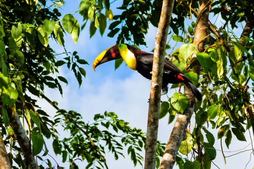 Keel-billed toucan perched in a rainforest tree, displaying its colourful oversized beak against lush green tropical foliage.