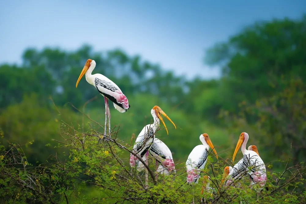 Painted storks perched on treetops in a lush wetland, displaying their distinctive pink feathers and long yellow beaks. 
