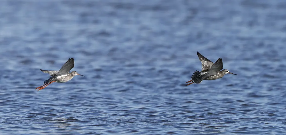 Two common redshanks flying low over open water, displaying their distinctive red legs and mottled grey breeding plumage.