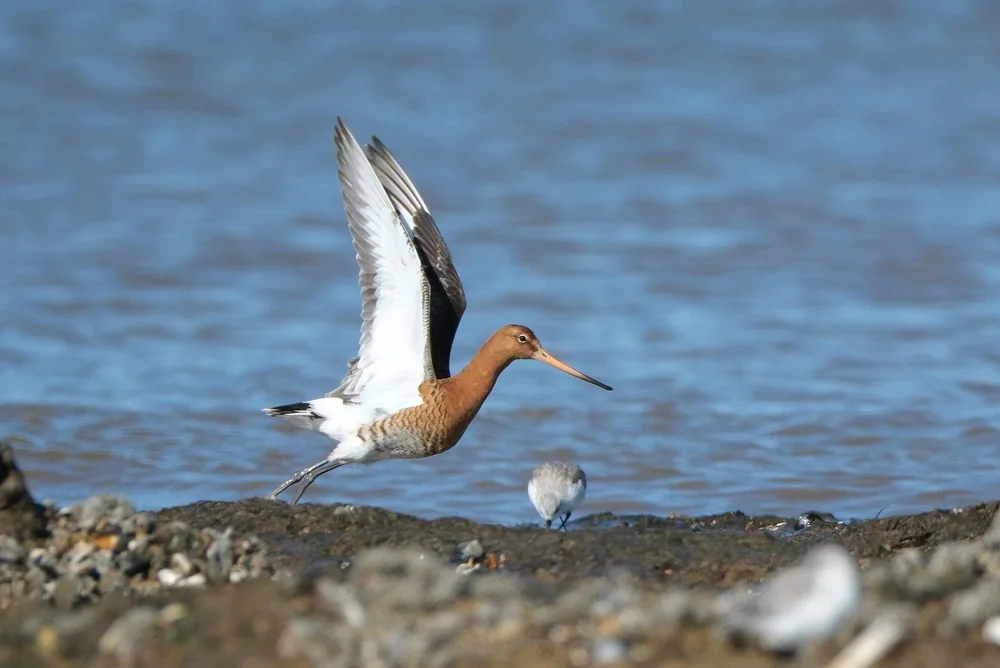 Black-tailed godwit taking flight from a coastal mudflat, with its long bill and chestnut breeding plumage clearly visible.