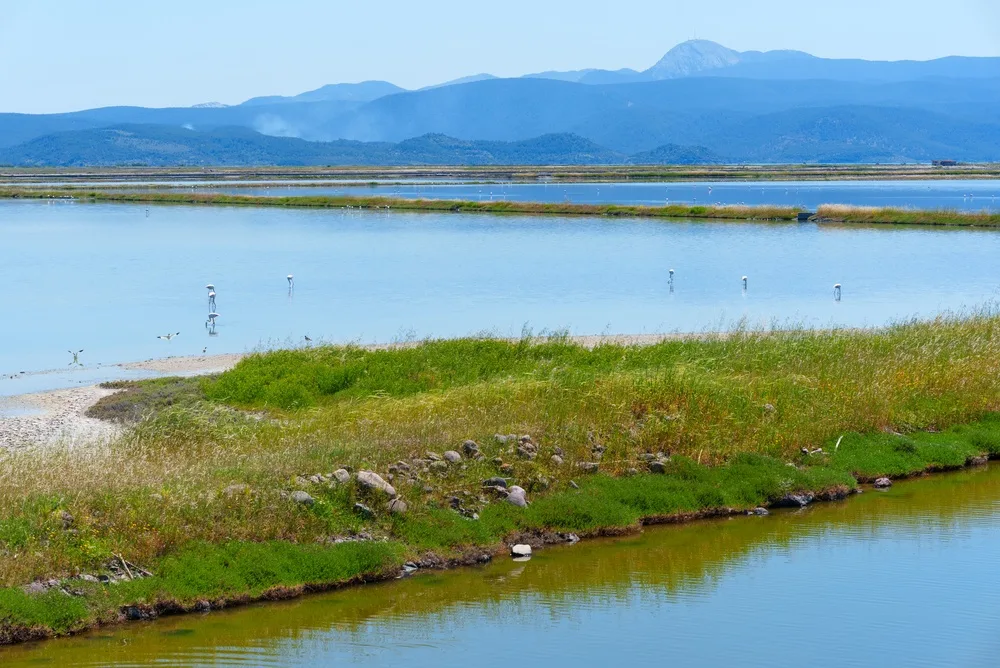 Coastal wetland with shallow lagoons, grassy salt marshes and distant mountains, providing an important habitat for wading birds and flamingos.