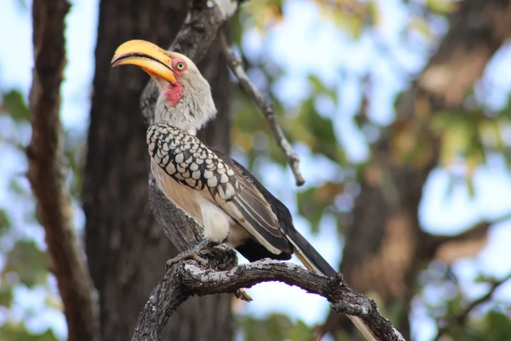 Southern yellow-billed hornbill perched on a tree branch, displaying its distinctive curved yellow bill and striking black-and-white plumage.