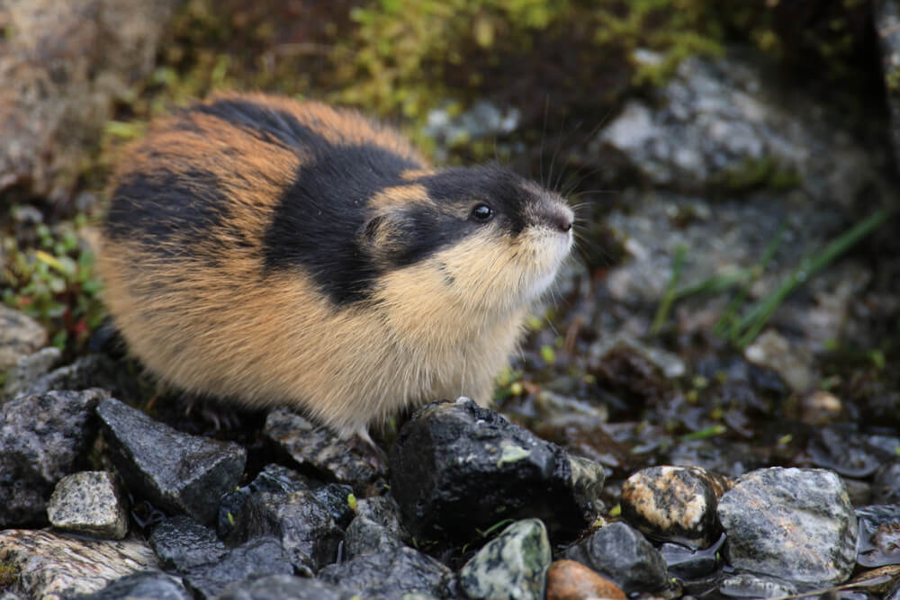 Do lemmings actually jump off of cliffs?