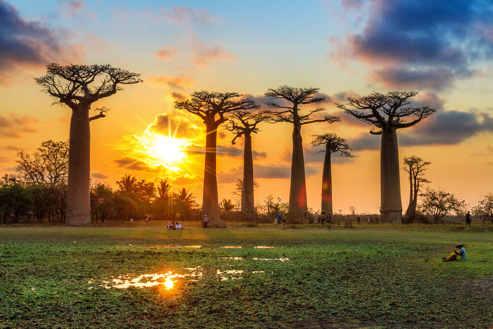 man eating tree in africa