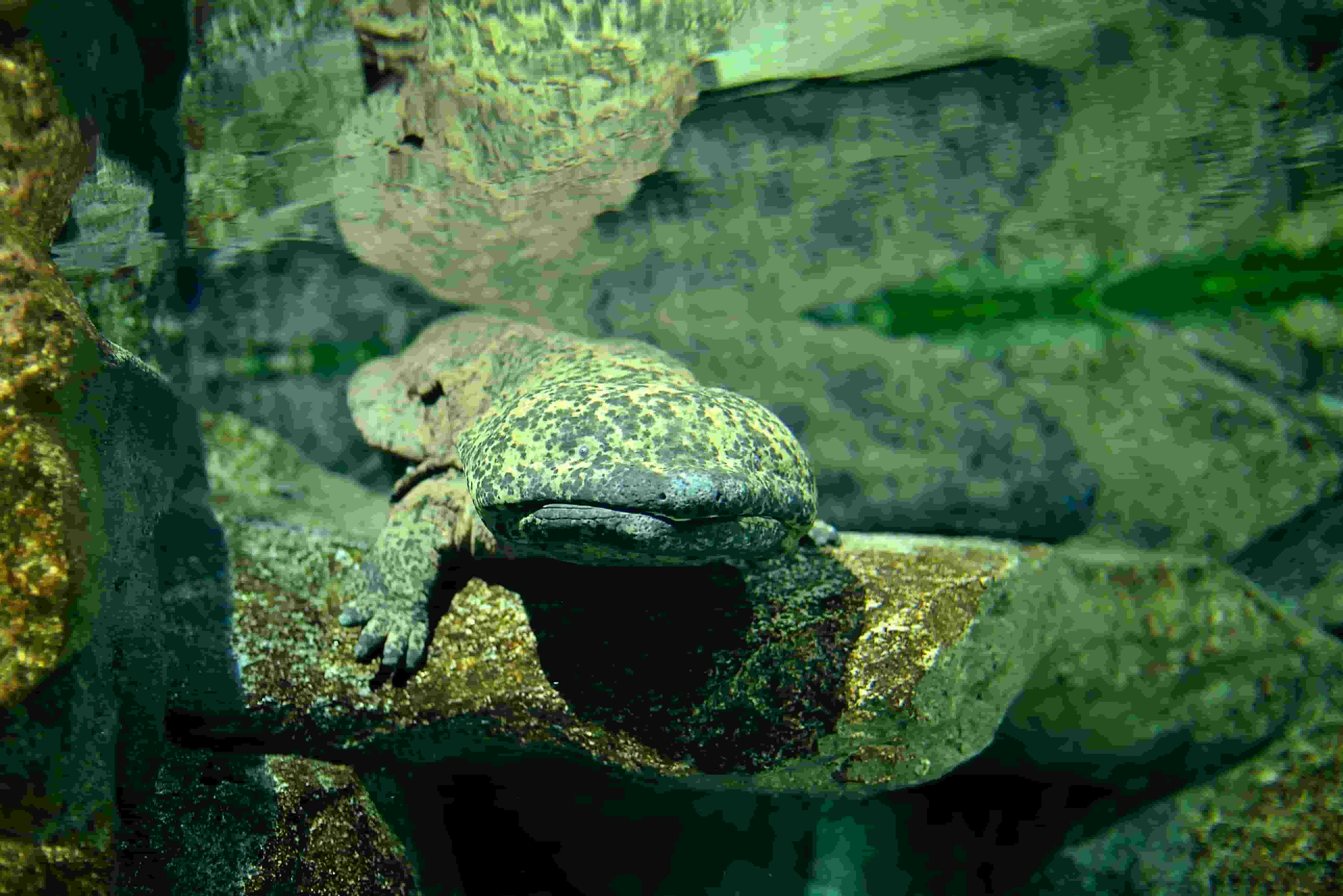 Chinese giant salamander