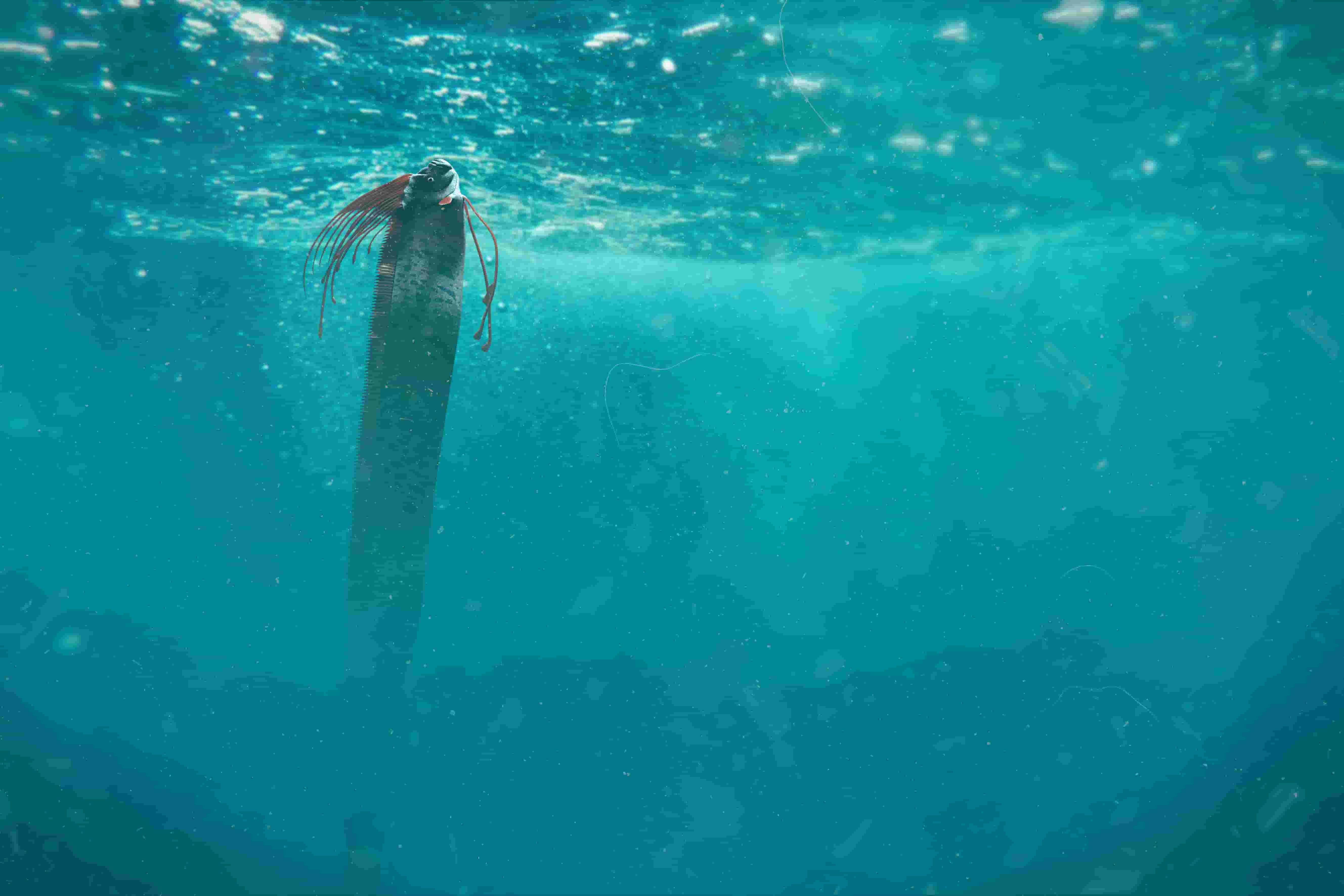Giant oarfish | Around the world