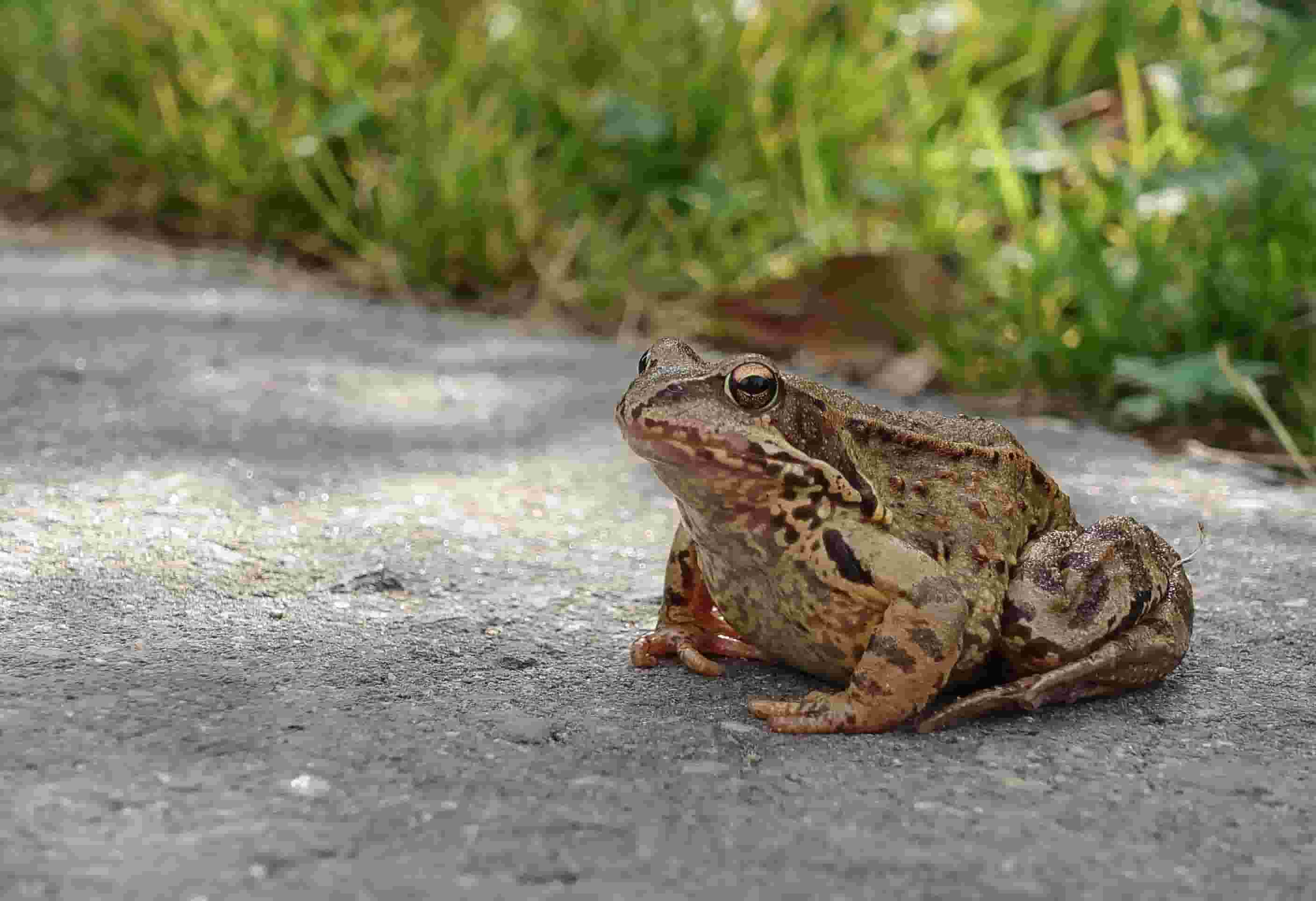 Goliath frog | Cameroon and Equatorial Guinea
