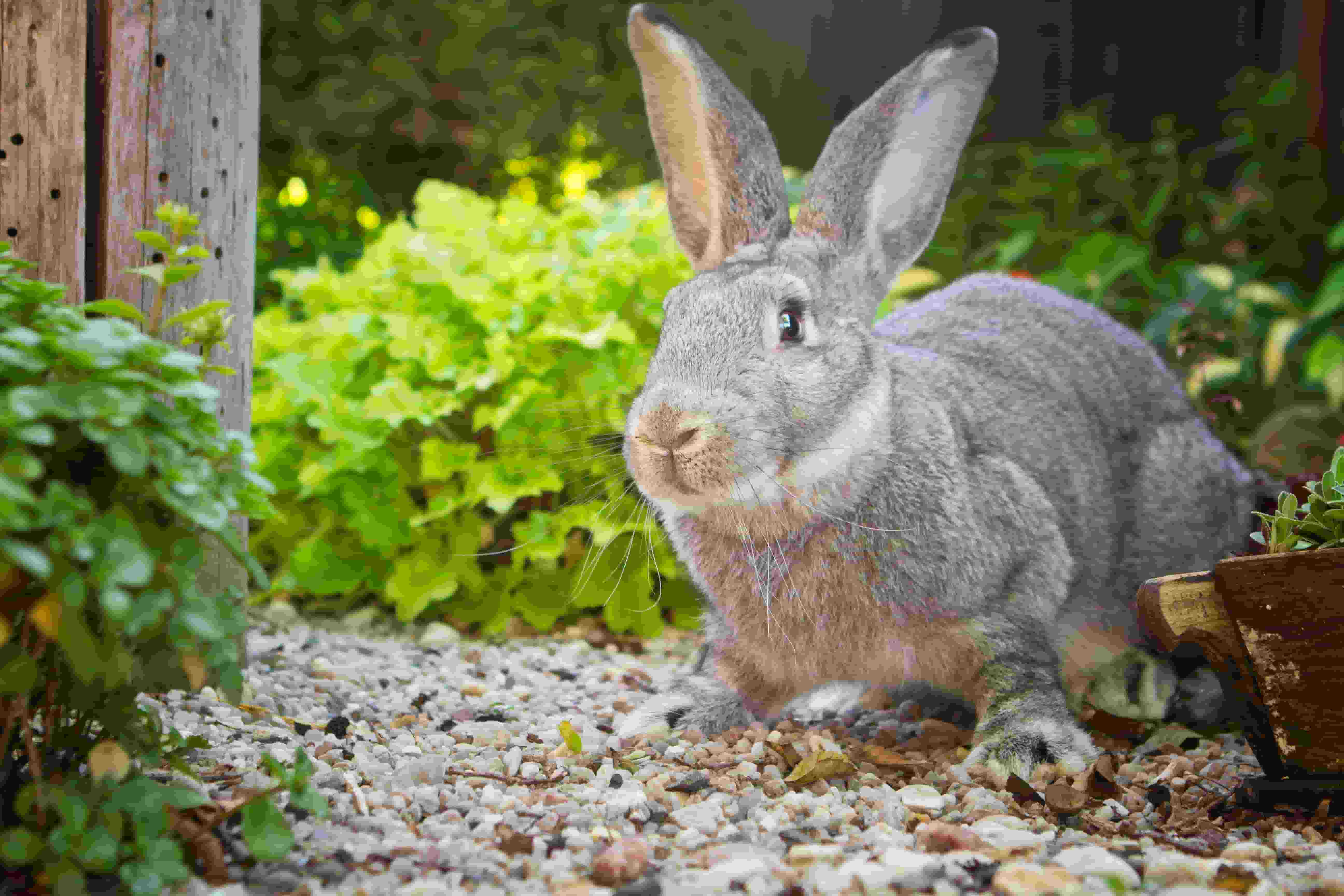 Flemish rabbit | Belgium