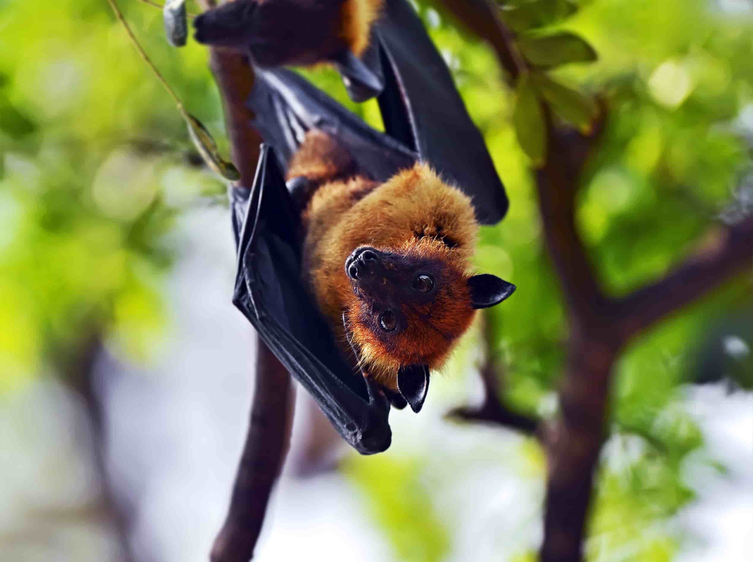 Flying fox | Various locations