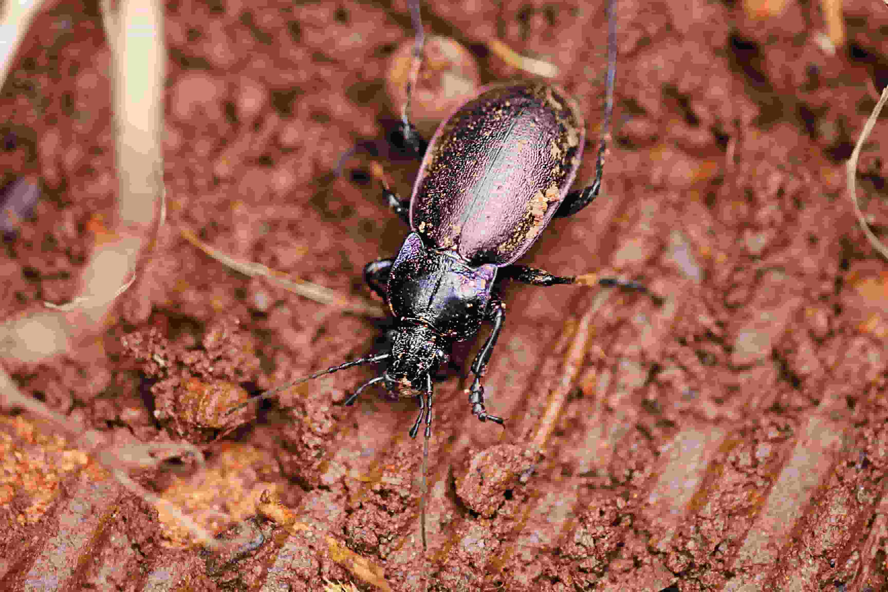 Titan and Hercules beetles | Rainforests of South America