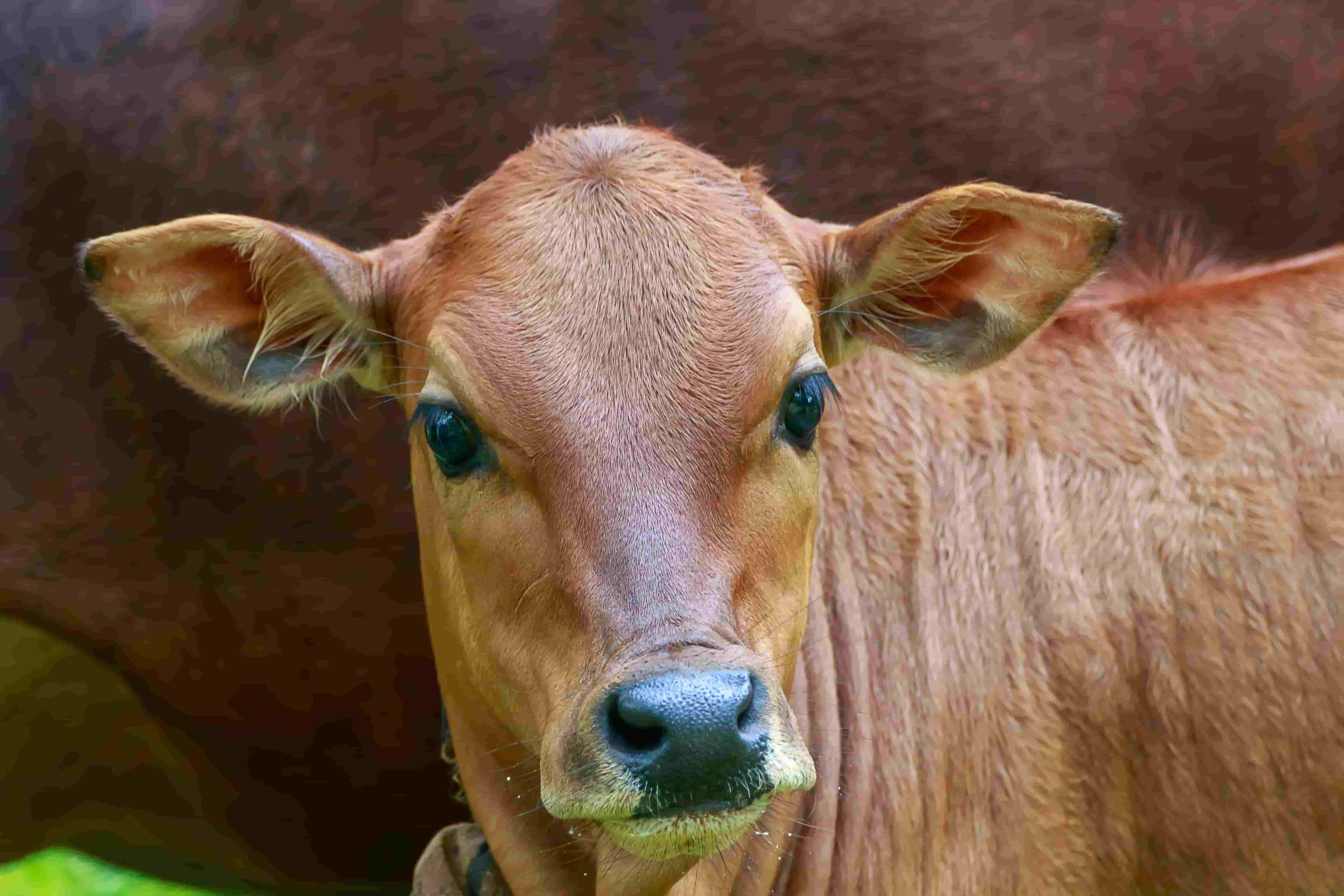 Vechur cow