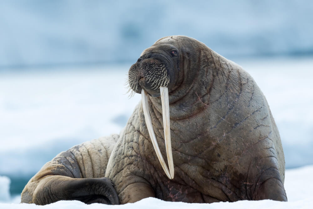 All about seals, sea lions and walruses - InsureandGo