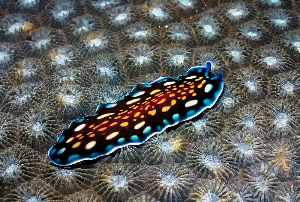 Sea slug