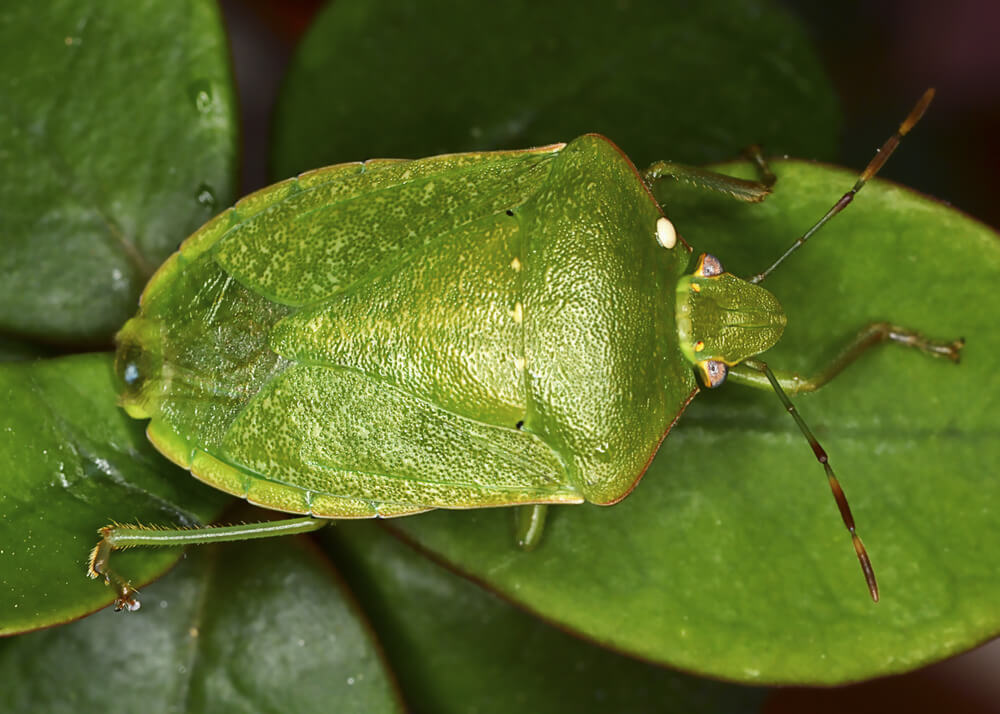 Green stink bug