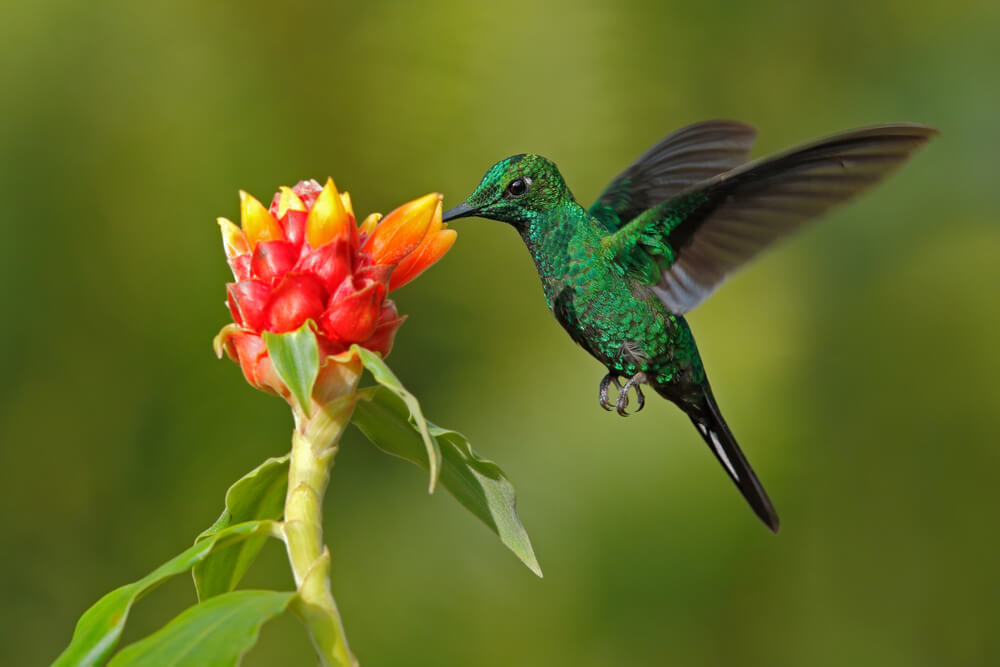 The many hummingbirds of Costa Rica. - InsureandGo