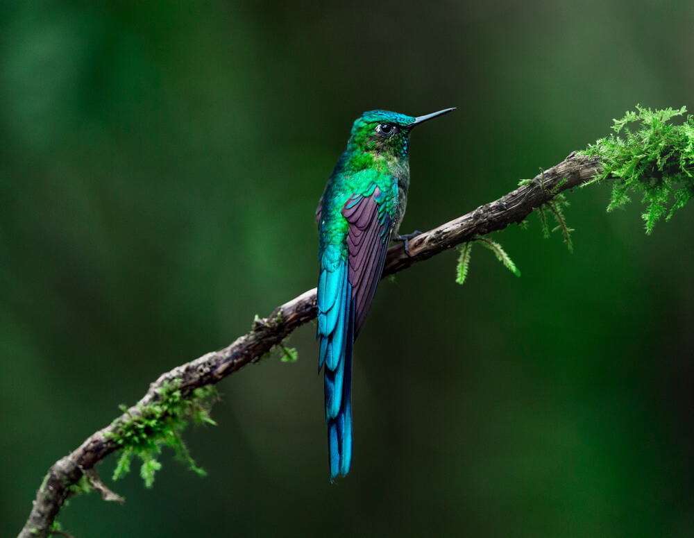Hummingbird