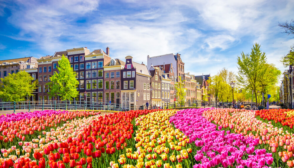 The Netherlands' Breathtaking Tulip Fields Are In Full Bloom, And You Can  Explore Them Virtually - Secret NYC