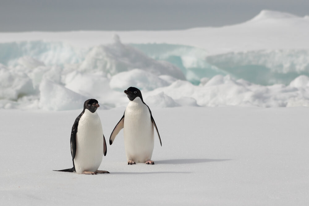 Penguins in the South Pole