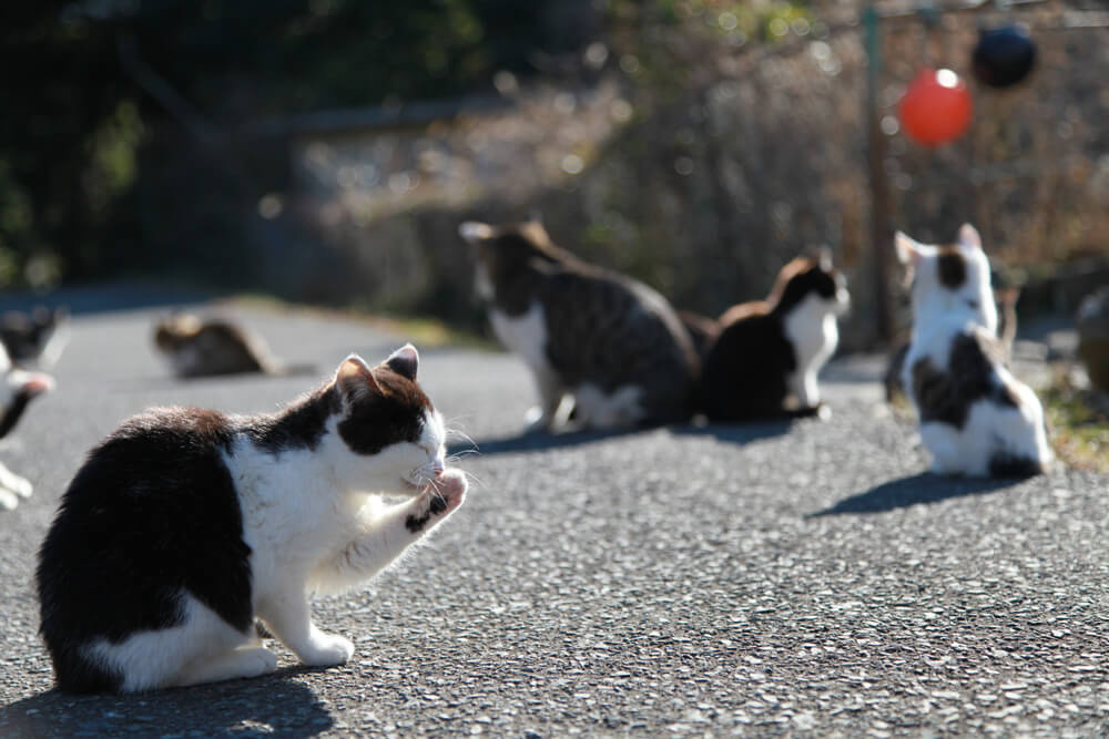 Picture shows cats enjoying the sun in Tashirojima Japan.