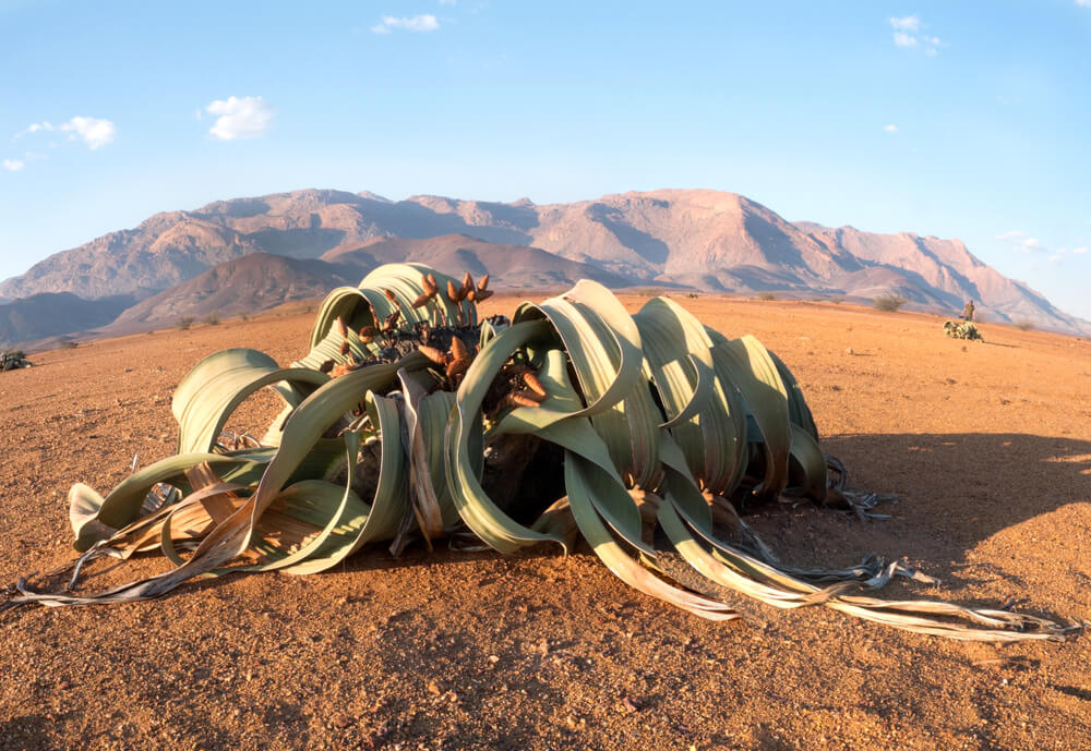 Welwitschia mirabilis: The world's toughest plant