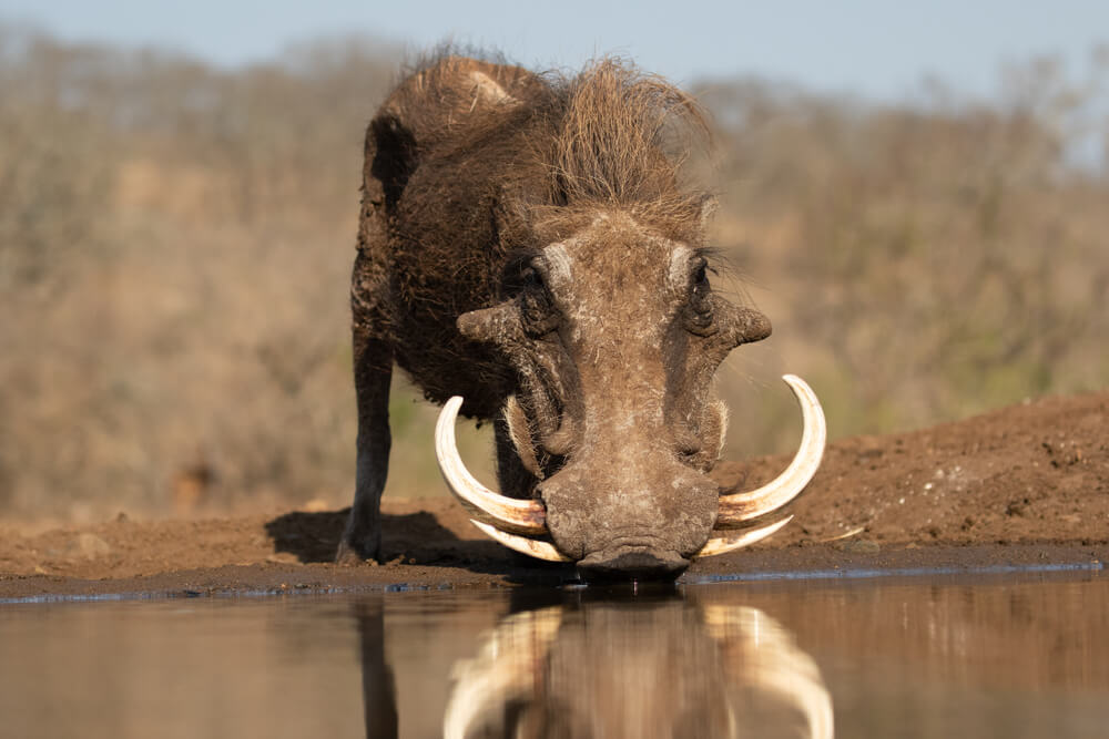 Warthogs
