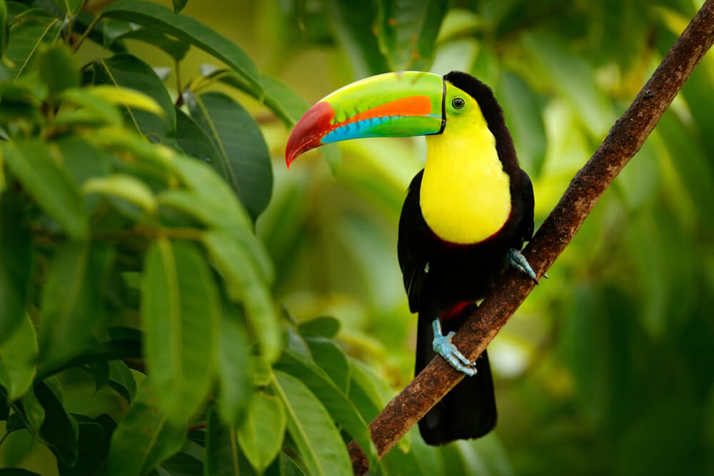 Toucans