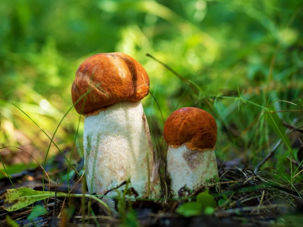 Murderous mushrooms from around the world