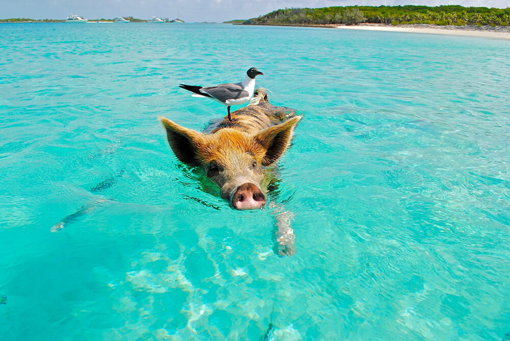 Picture shows one of the famous swimming pigs of the Bahamas. A sea bird is perched on it' back as it swims through crystal clear waters.