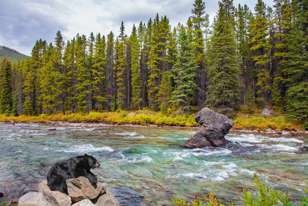 Gorgeous huge black bear resting on large rocks in a seething mountain river. Autumn travel to Canada.