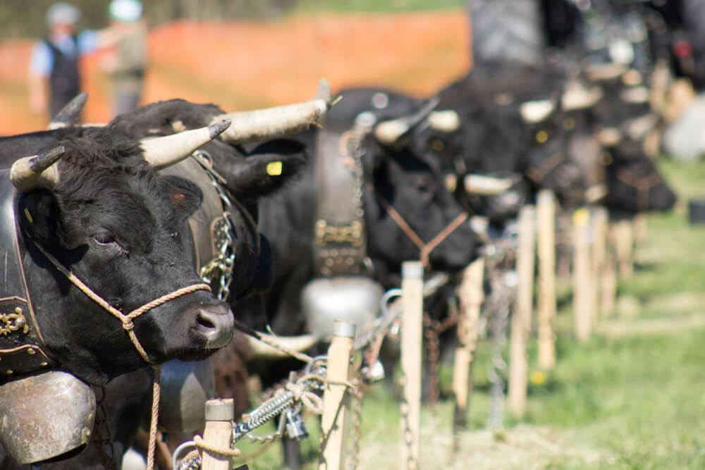 Traditional fest with cows reines in Switzerland