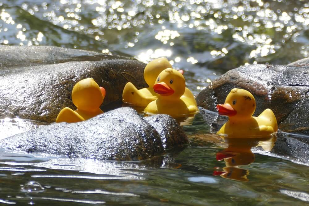 Rubber ducks got stuck at the12th Duck race on the Dreisam river in Freiburg