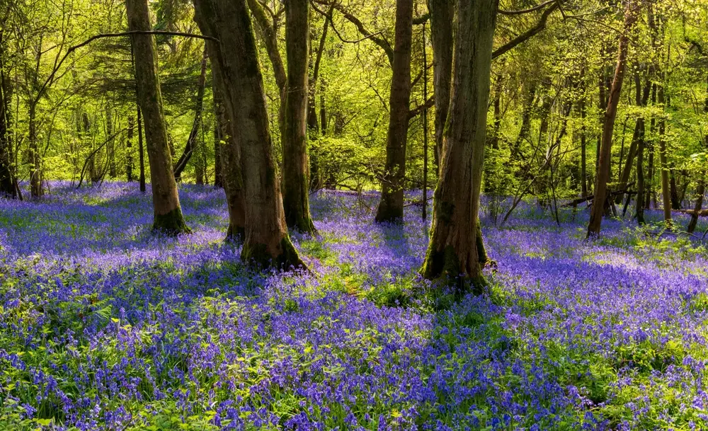 Bluebells in the UK