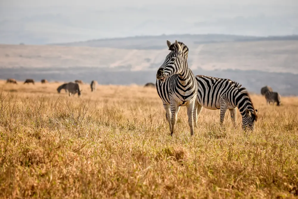 Enjoy the amazing wildlife of South Africa, like these Zebra.