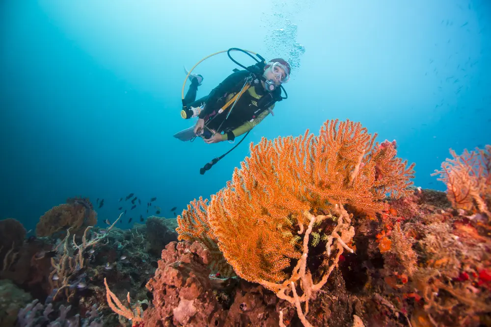 A diver explores the colourful and vibrant Great Barrier Reef.