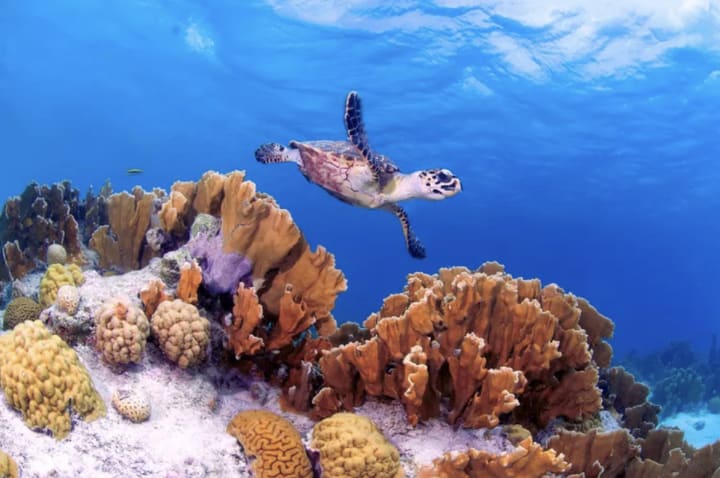 Bonaire - The easiest, most stress-free diving trip you’ll ever take.